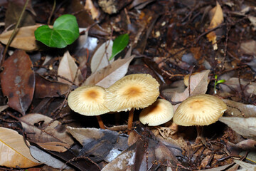 湿潤なあるの雑木林にまだらシミ模様のうす黄土色のキシメジ科キノコ（自然環境下菌・キノコ類マクロ撮影）