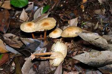 湿潤なあるの雑木林にまだらシミ模様のうす黄土色のキシメジ科キノコ（自然環境下菌・キノコ類マクロ撮影）