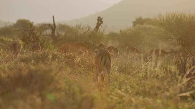 Very wide gimbal parallax of territorial male and female herd of Impala (Aepyceros melampus) grazing in grass savannah in sunrise in Kenya