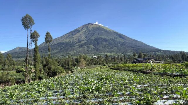 Farming Landscape with Mount Sindoro Background in Wonosobo, Indonesia on a Sunny Day