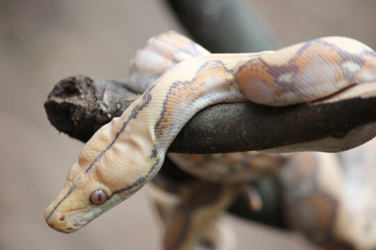 A pale Burmese python on the tree branch