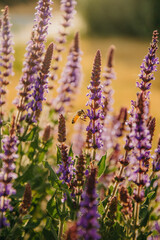 lavender flowers in the garden