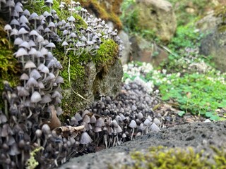 Obraz premium little cluster of mushrooms on a little cliff