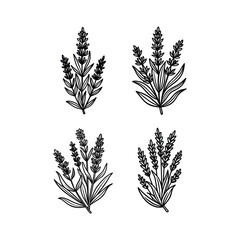 Lavender SVG