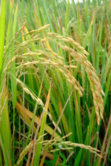 Golden Yellow Rice Paddy Field Close-Up with Ripening Grains