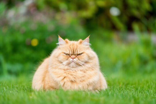 Fluffy ginger cat relaxing on lush green grass in a garden setting - Powered by Adobe