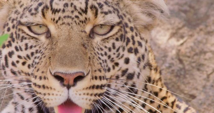 Extreme close-up of a Leopards (Panthera pardus) head panting in dry savannah grassland at midday in Kenya