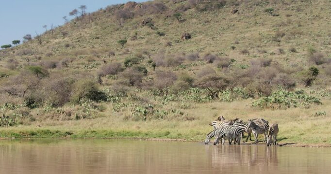 Extreme wide of a dazzle of zebras (Equus burchelli) drinking water at the watering hole next to a hill in the savanna in morning in Kenya