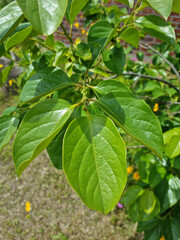 
A close-up of persimmon leaves.