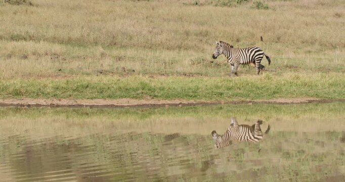 Wide tracking of a zebra (Equus burchelli) running along the watering hole in the savanna in morning in Kenya