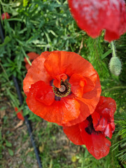 red poppy flower on nature background