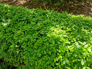 These are azalea leaves in summer.