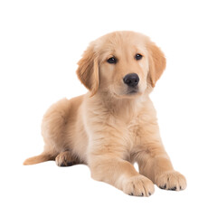 Obraz premium Adorable golden retriever puppy lying down isolated on transparent background