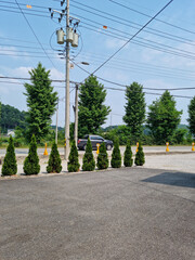 A road with well-maintained trees