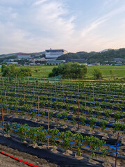 
This is a rural landscape in spring.