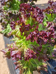 This is a field planted with red lettuce.