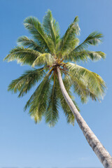 Naklejka premium tropical palm tree viewed from below against clear blue sky