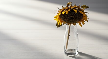 wilted sunflowers in a glass vase 
