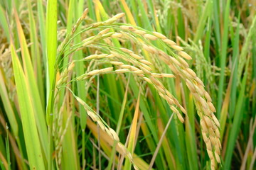 Golden Yellow Rice Paddy with Ripening Grains in a Lush Agricultural Landscape