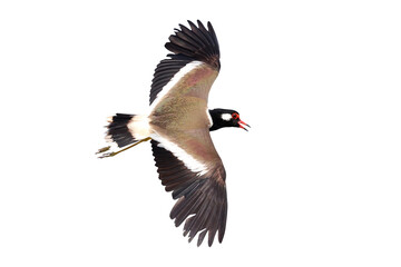 Red-wattled Lapwing flying isolated on transparent background png file