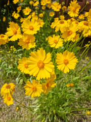 Golden-Wave flower on nature background