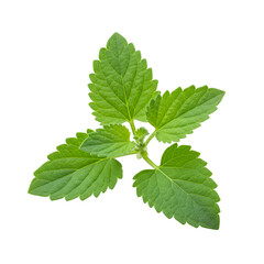 Fresh Catnip Sprig &ndash; Green Herbal Plant Isolated on White Background