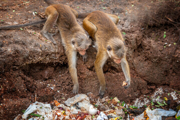 Monkey foraging through waste in an urban environment during midday in a wildlife area