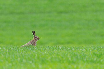 Adult hare sitting in green grass. Wildlife scene from nature. Animal on the meadow