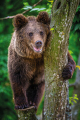 Close Bear cub clings to the side of the tree. Wildlife scene from nature