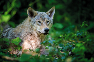 Wolf in summer forest. Wildlife scene from nature. Wild animal in the natural habitat
