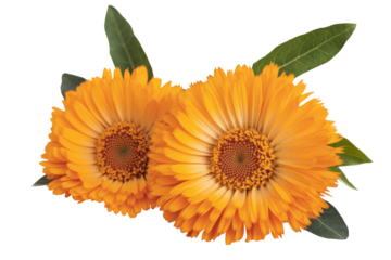 calendula flowers on transparent background