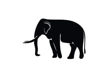 Isolated Asian male elephant shadow on white background. Vector illustration.