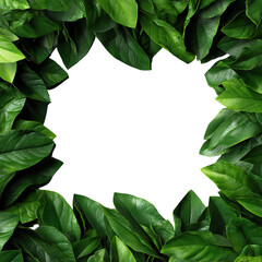 Naklejka premium Fresh green leaves frame on transparent background.