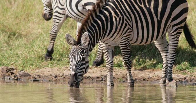 Wide of a zebra (Equus burchelli) drinking water at the watering hole in savannah grassland in morning in Kenya