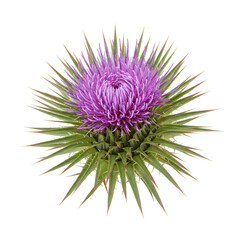 Milk Thistle Head &ndash; Herbal Plant Isolated with Sharp Detail on White