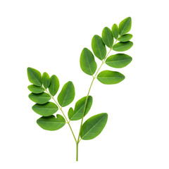 Fresh Moringa Leaves Branch – Herbal Superfood Isolated on White