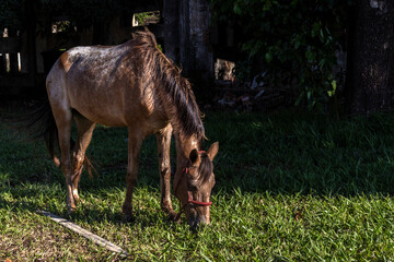Animal care. The horse is used but not well cared for. Its coat is disheveled and it eats the grass next to the ruins of a railway station in Brazil.