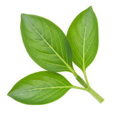 Fresh Broadleaf Plantain Herb Leaves – Medicinal Plant Isolated on White