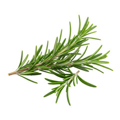 Realistic Rosemary Sprig &ndash; Clean Herbal Detail Isolated on White