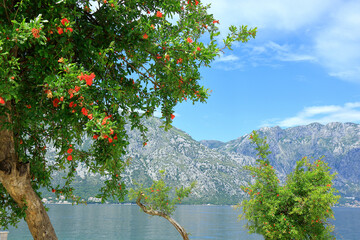 A colourful tree on the beach at the Bay of Kator