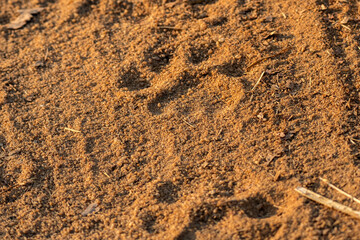Royal Bengal Tiger Pugmark on Muddy Forest Road – Wildlife Tracking Sign in the Wild