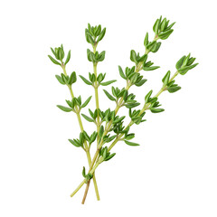 Detailed Thyme Sprigs &ndash; Herbal Culinary Plant Realistically Isolated on White