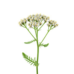 Yarrow Herb with Flowering Top – Herbal Plant Isolated in Studio on White