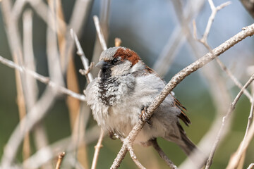 Sparrow sits on a branch without leaves.