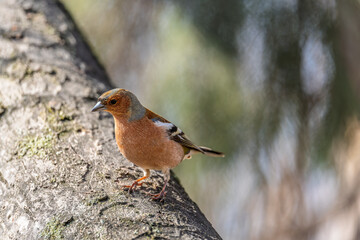 Common chaffinch, Fringilla coelebs, sits on a tree. Common chaffinch in wildlife.