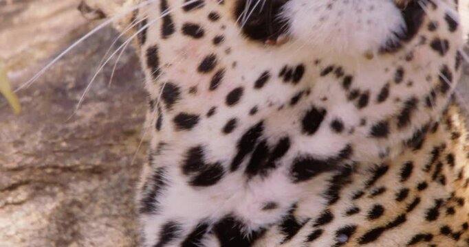 Extreme close-up tilt of a Leopards (Panthera pardus) head dozing off in dry savannah grassland at midday in Kenya