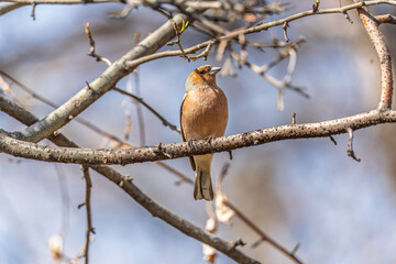 Common chaffinch, Fringilla coelebs, sits on a tree. Common chaffinch in wildlife.