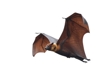 Bat flying isolated on transparent background.