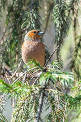 Common chaffinch, Fringilla coelebs, sits on a tree. Common chaffinch in wildlife.