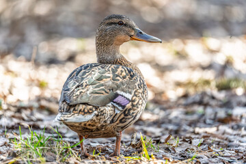 A duck female stands on its paws on the green shore of a pond.